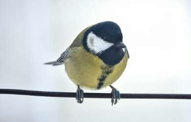 Great tit: Parus major